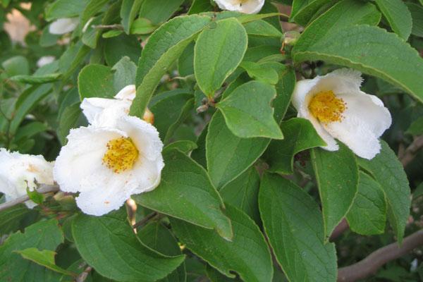 Japanese Stewartia